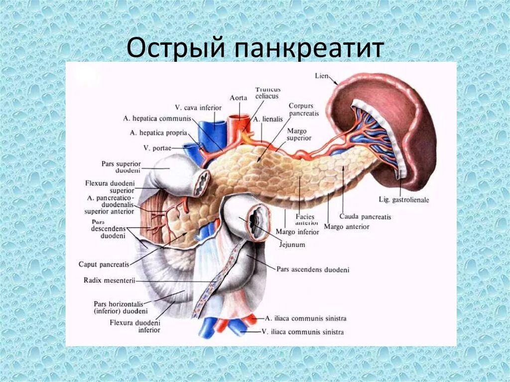 Поджелудочная железа секреция. Синтопия 12 перстной кишки. строение поджелудочной железы латынь. двенадцатиперстная кишка и поджелудочная железа. эндокринная часть поджелудочной железы.