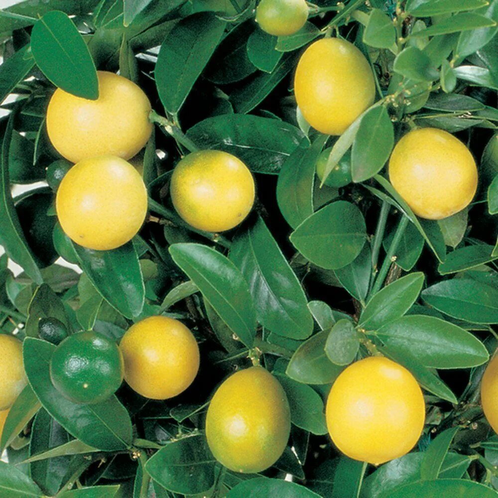 Какой сорт лимона. Мейер – китайский лимон. лимон китайский карлик. лимон bush. сорт lemon orange.