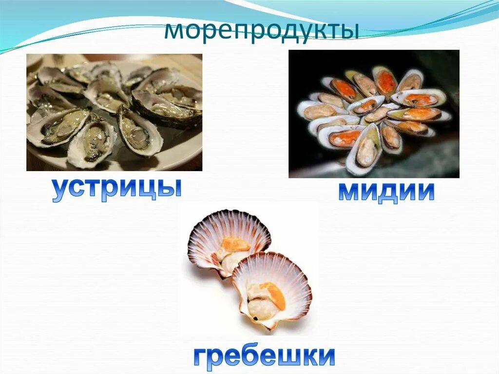 Сходства мидии и гребешка