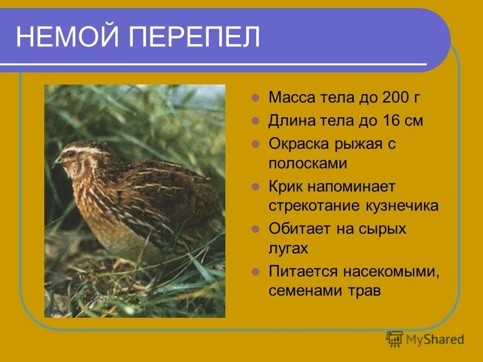 Луг луга перепелки коростель. Сообщение о перепеле. Луг луга перепелки коростель. Издаёт скрипучий крик дёрг дёрг. Какой звук издает перепел окружающий мир.