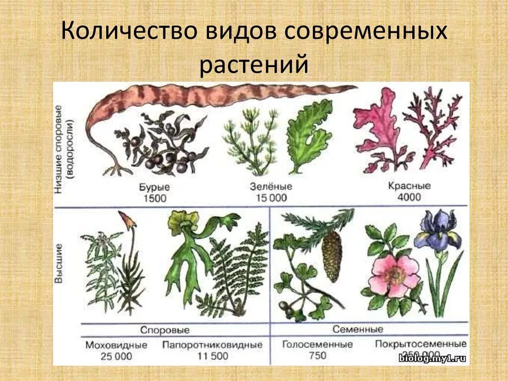 Этапы происхождения расс. Происхождение растений. Этапы происхождения растений. Эволюция появления растений.