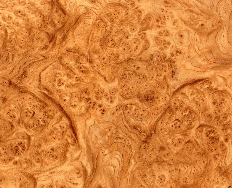 Шпон капа. Корень ореха глянец. Фон кап. Фон кап. Деревянная текстура.