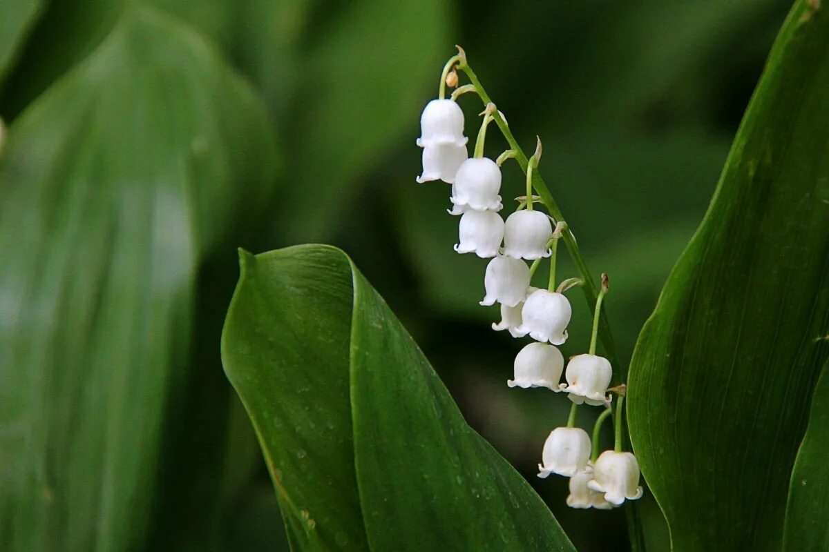 Картинки растений. Ландыш Майский. Ландыш Convallaria Majalis. 3 Ландыш Майский - Convallaria Majalis. Ландыш Майский Convallária Majális l..