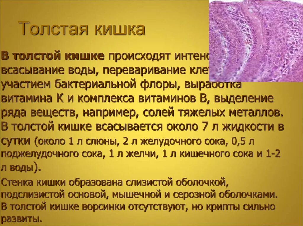 В тонкой кишке происходит всасывание воды. Всасывание в толстом кишечнике. В толстой кишке происходит всасывание воды. Всасывание воды в толстой кишке. Толстая кишка всасывание воды.