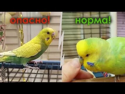 Мама подарила мне попугая потому что