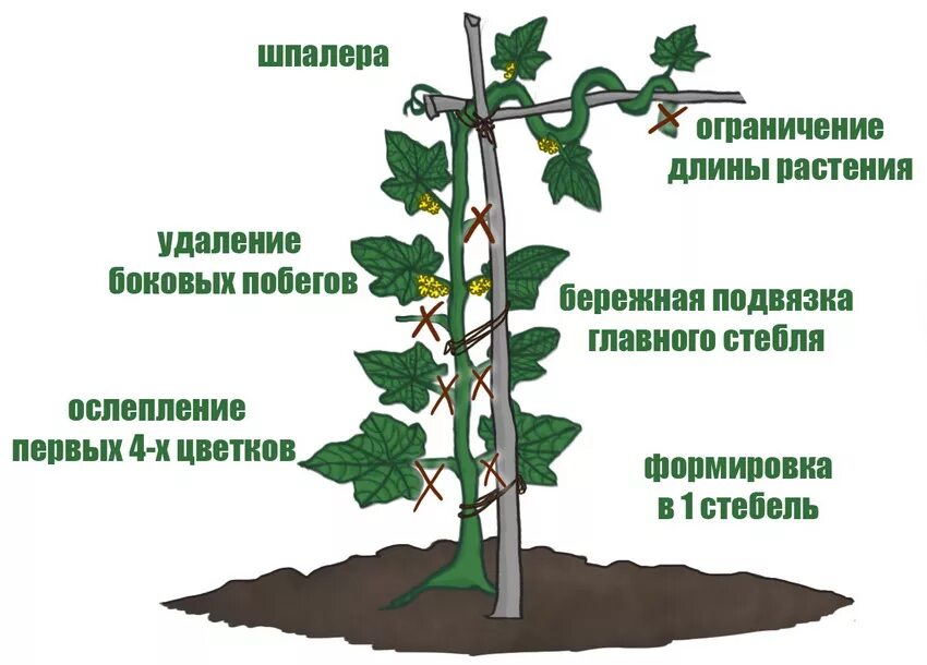 Обрезать ли огурцы. Огурцы прищипывание боковых побегов. Огурцы прищипка в открытом грунте. Огурец прищипка побега. Огурцы схема пасынкования.