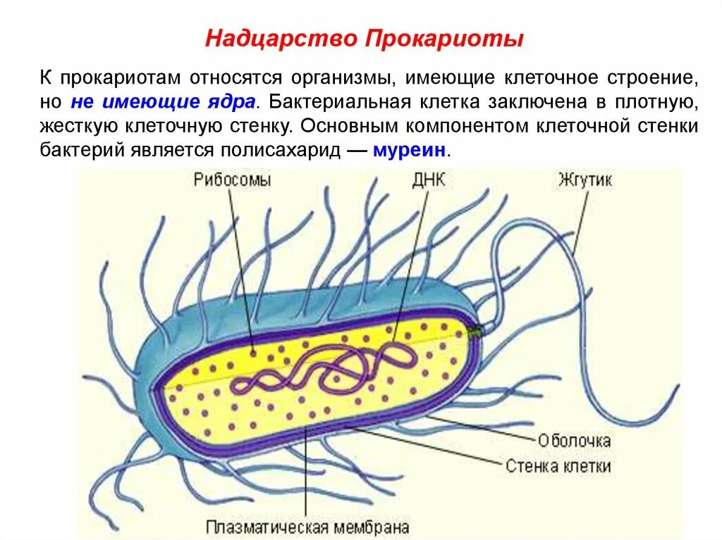 Прокариотами называются