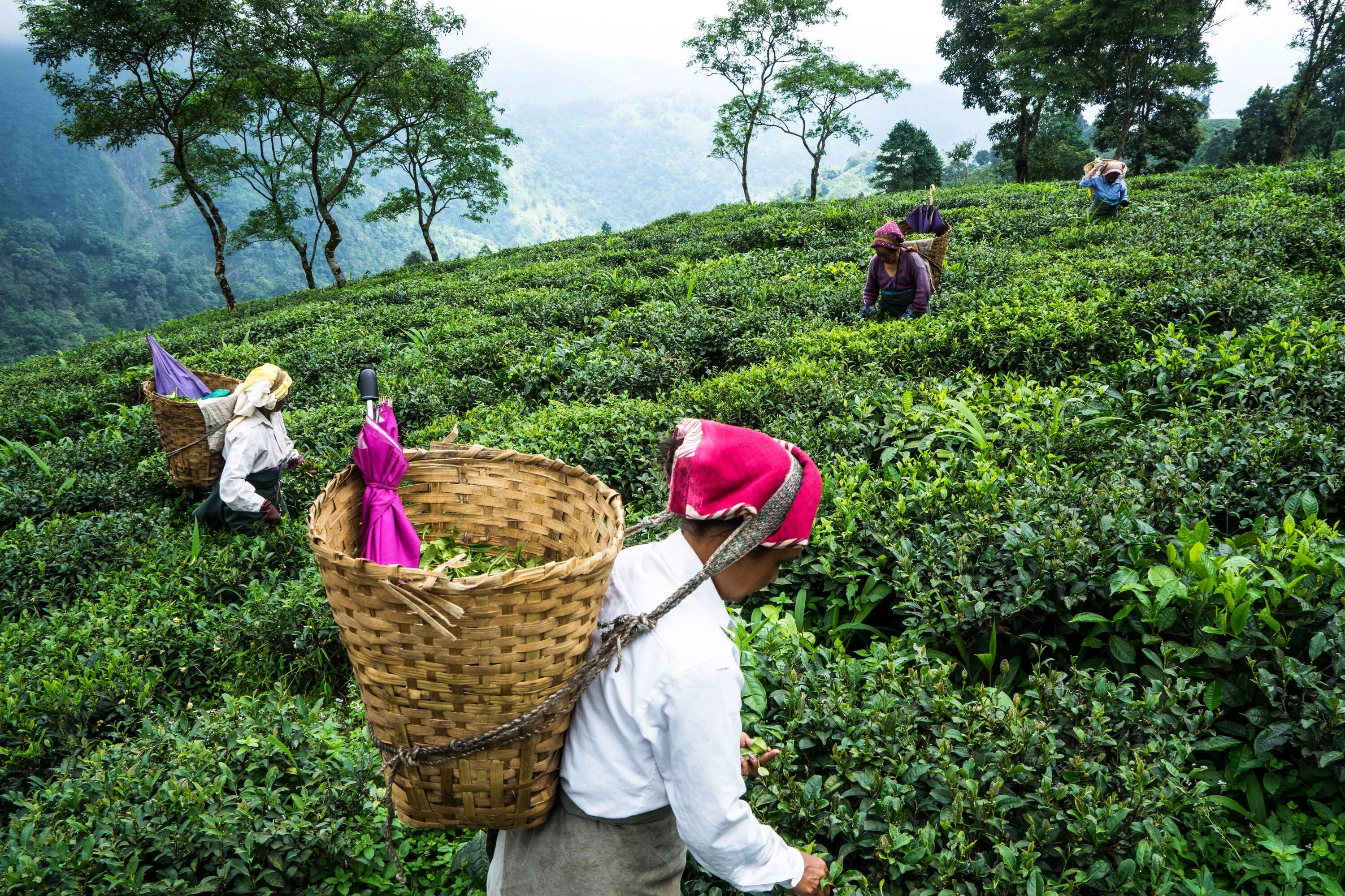 Где больше в китае или в индии. Индия Дарджилинг чайные плантации. Плантации чая Ассам Индия. Плантации чая в Индии. Плантации чайные плантации Индии.