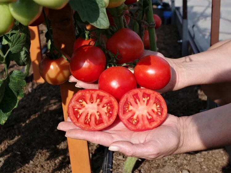 Помидоры олигарх. Sandor tomato f1. Томат куртизанка характеристика и отзывы фото. Томат куртизанка характеристика и отзывы фото. Томат куртизанка характеристика и отзывы фото.