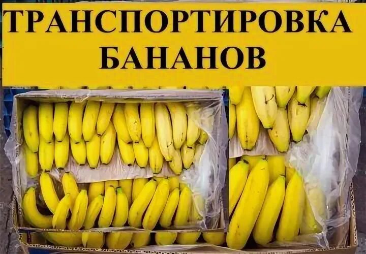 Откуда повезут бананы в россию. Перевозка бананов. Перевозка бананов из Эквадора в Россию. Газация бананов. Бананы с Эквадора в Россию качество.