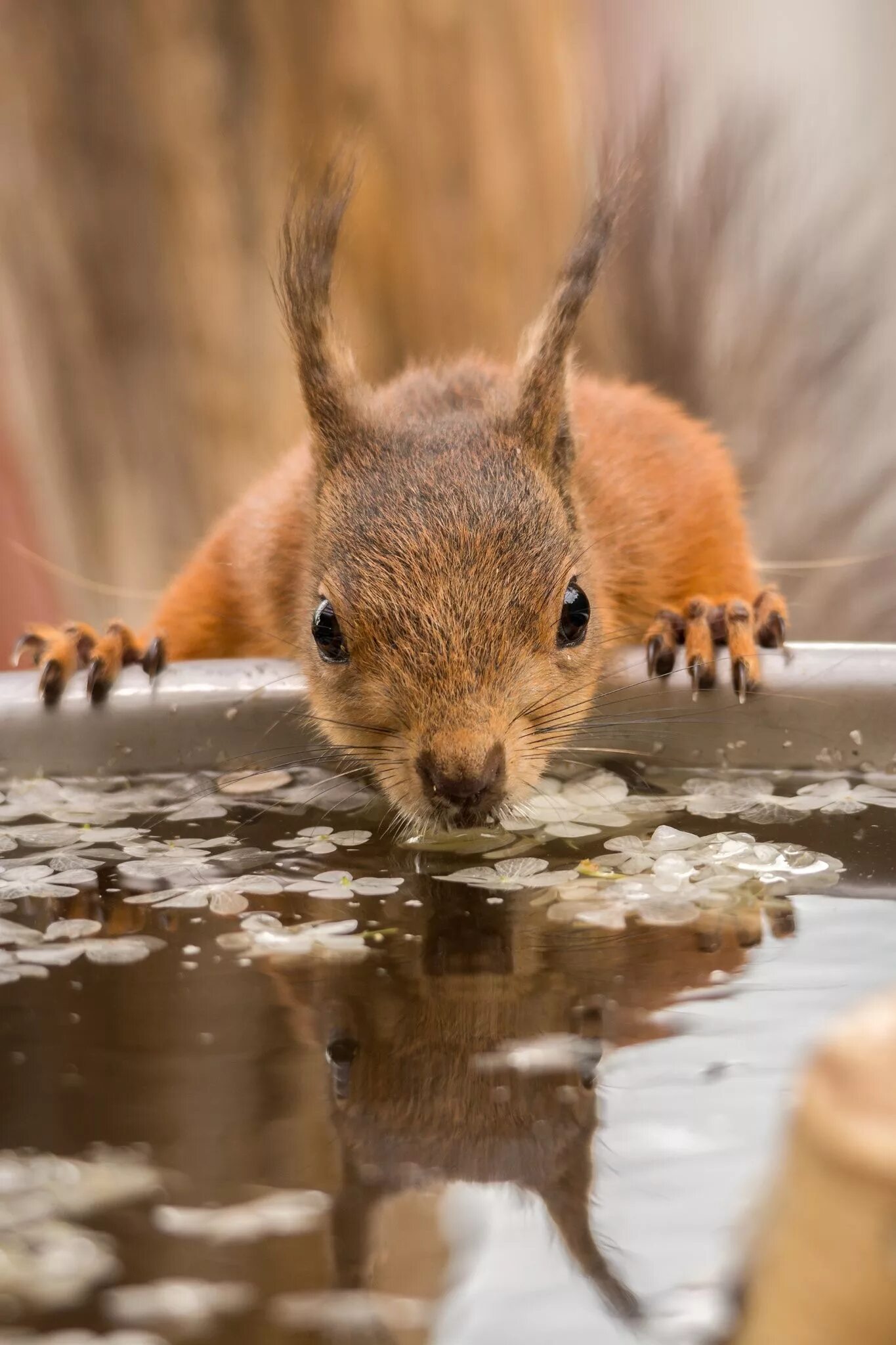 Белки связывают воду. Белочка пьет. Белка в воде. Белочка у воды. Животные пьют воду.