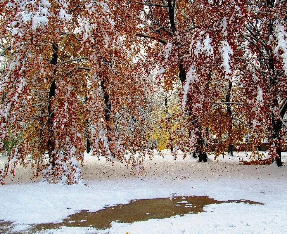 зимний лес в ноябре. яблоня весной летом осенью и зимой. жизнь осенью и зимой. ноябрь снег.