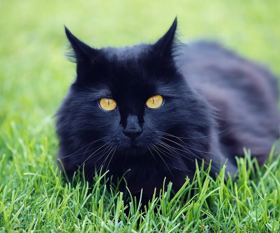 Черная кошка. Увидеть черную. Грустный ворон. Чёрный котик. Как видят черную дыру ученые и люди.