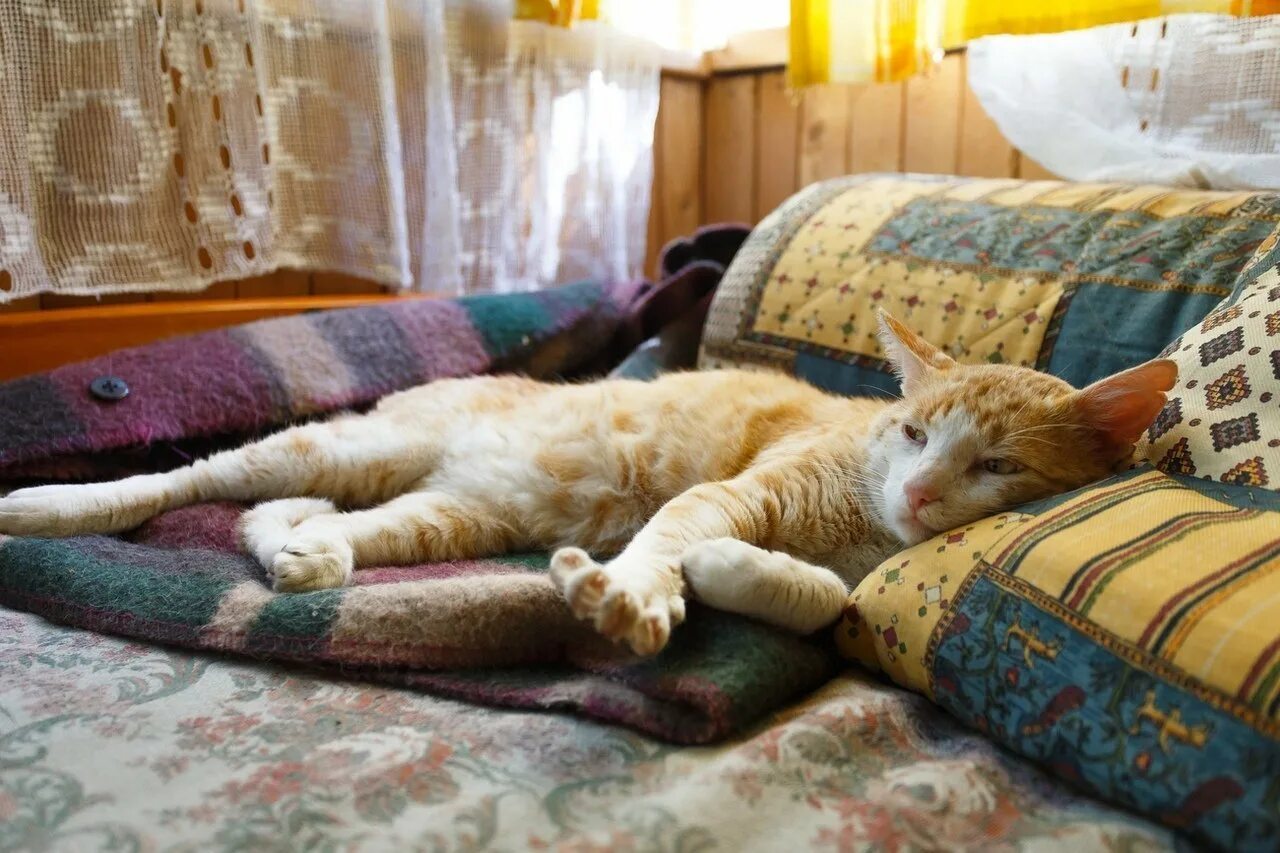 Кот дремот и его друзья. Кот на диване. коты на диване. диван кошка. кошка лежит на диване.