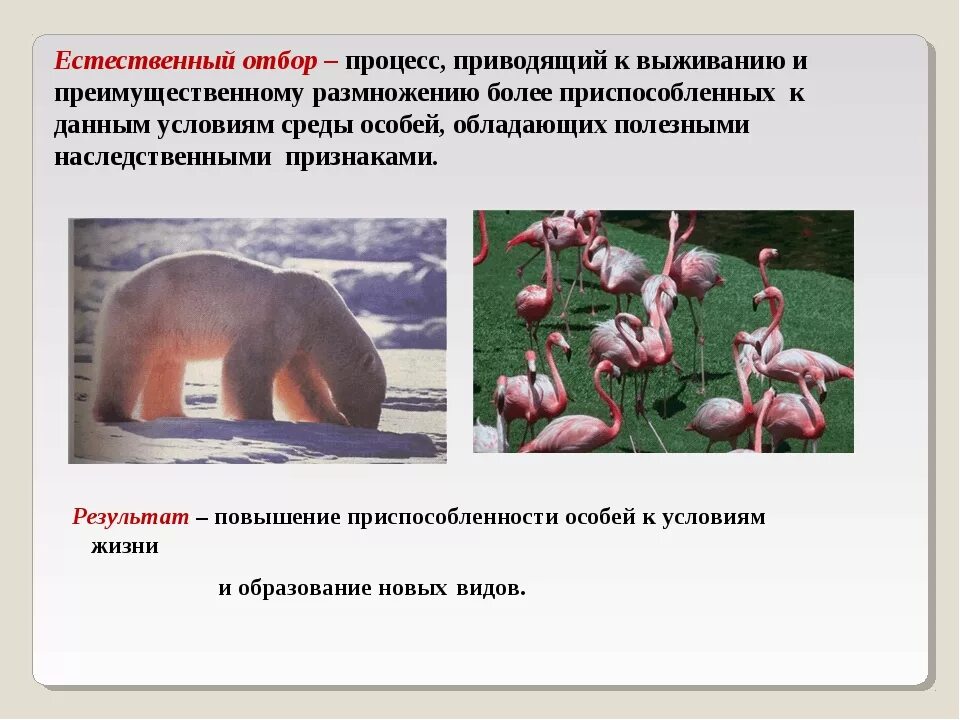 На основании каких групп признаков осуществляется природное. Естественный отбор. Естественный отбор это в биологии. Естественный отбор примеры. Отборы естественного отбора.