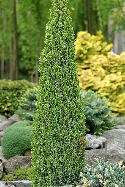 Можжевельник обыкновенный Компресса (Juniperus communis Compressa) купить саженц