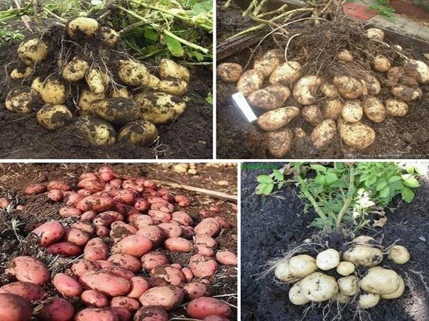Можно ли сажать картофель после картофеля. Картошка в огороде. Картофель на грядке. Картошка растет в огороде. Посадка картошки.