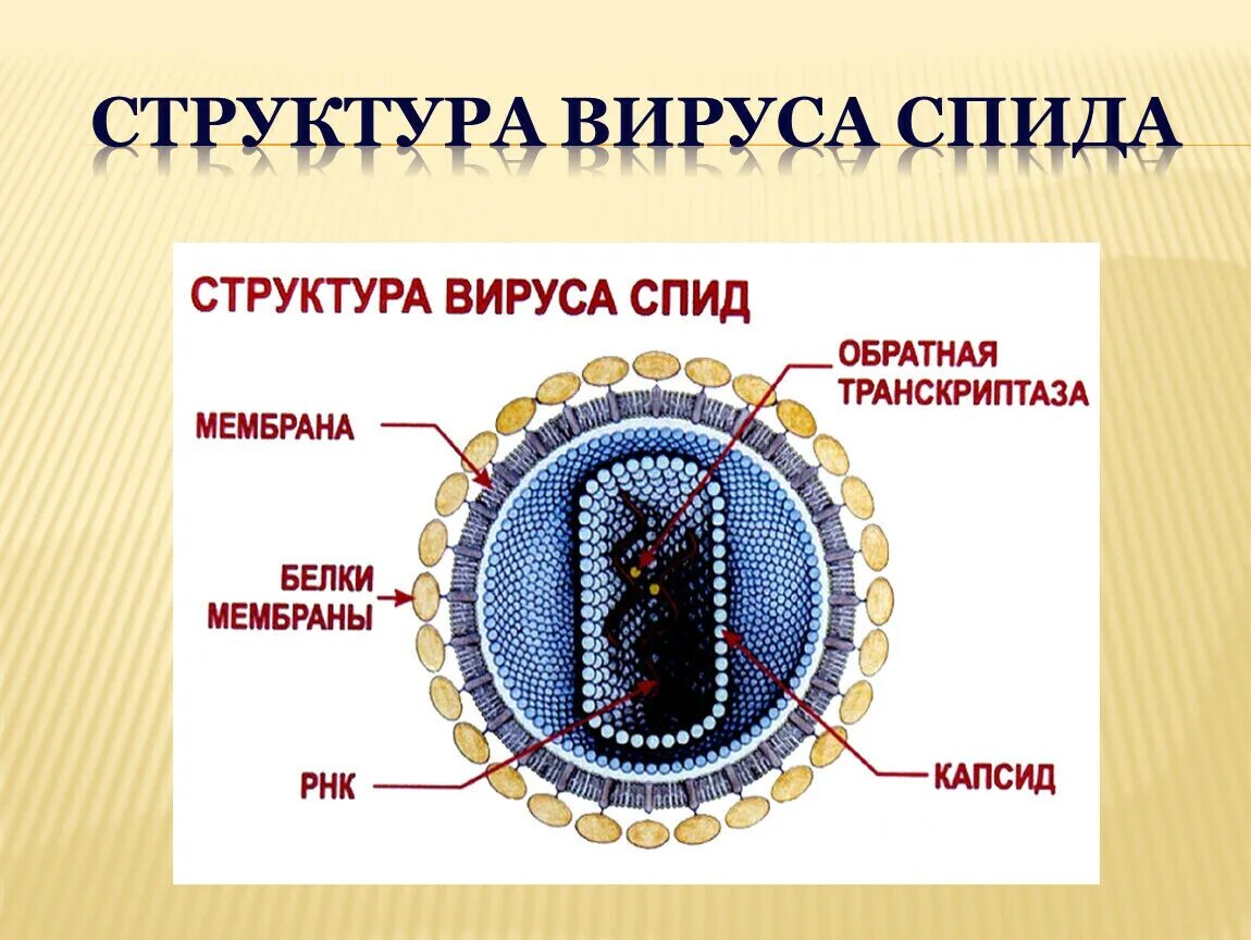 Строение вируса ВИЧ суперкапсид. Строение вириона ВИЧ. Строение вируса ВИЧ биология. Схема строения клетки вируса. Поражаемые структуры спида