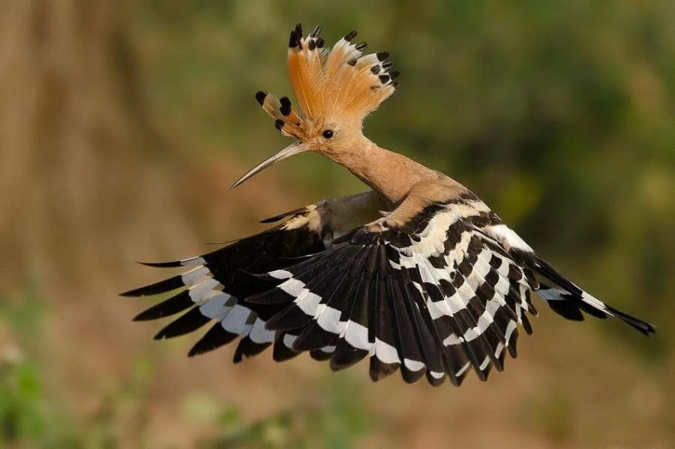 Птица с полосатым оперением. Удод (Upupa Epops). Мадагаскарский Удод. Удод Дальневосточный. Хохлатый Удод.