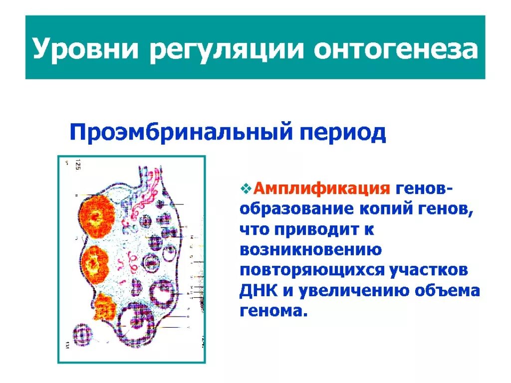 Гены онтогенеза. Уровни регуляции онтогенеза. Амплификация генов в онтогенезе. Уровни регуляции онтогенеза с материнским эффектом. Амплификация ДНК.