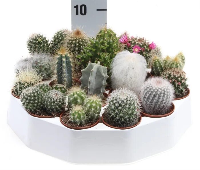 Cactus 10. Кактус микс d8 h10 Леруа. Кактус микс d-5 h-10. Кактус микс d12. Кактус микс d8 h15.