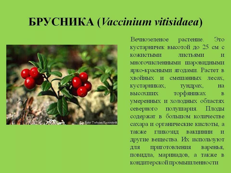 Лесные ягоды словами. Брусника краткое описание. Брусника описание растения. Брусника обыкновенная кустарничек. Брусника это кустарник или кустарничек.