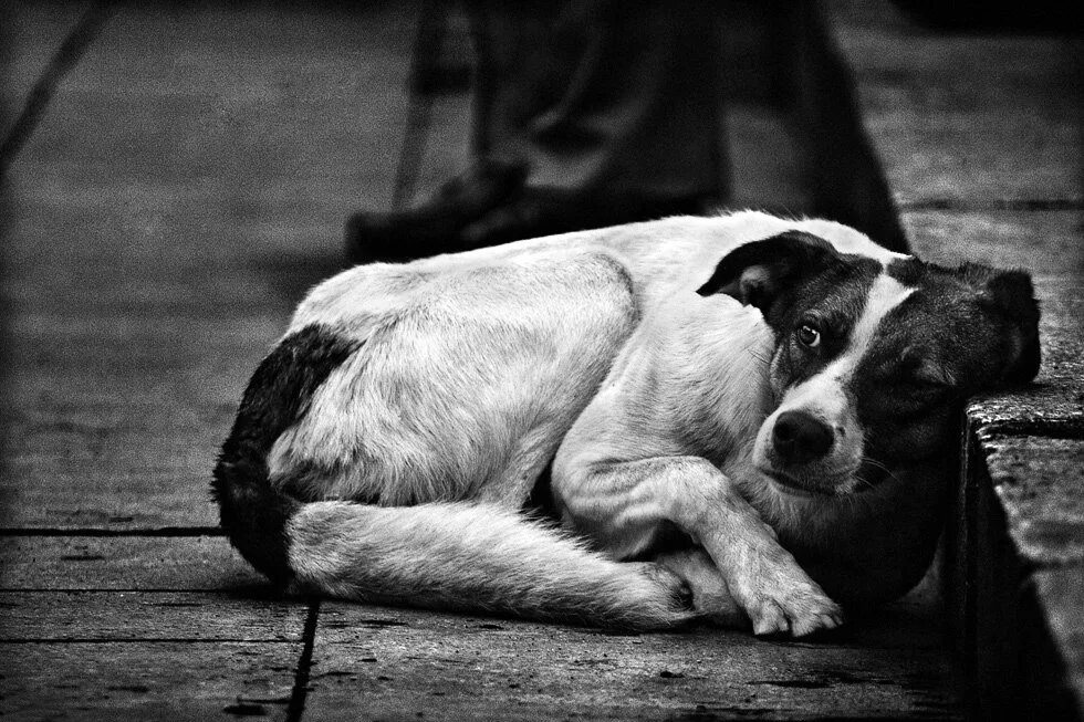 Бездомный пес. Грустные животные. Грустная собака. Грустные бездомные животные. Жалкий щенок