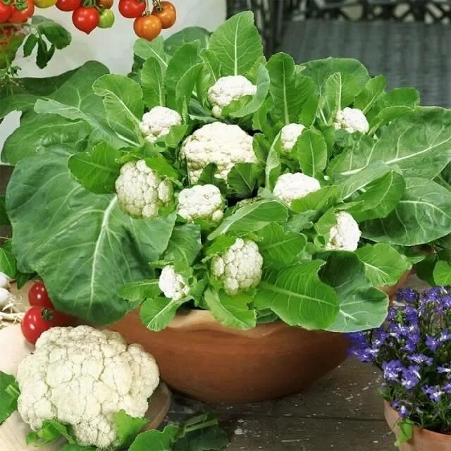 Когда сеять цветную. Цветной капусты (Brassica cauliflora).. Капуста цветная Расада. Ростки цветной капусты. Blumenkohl.