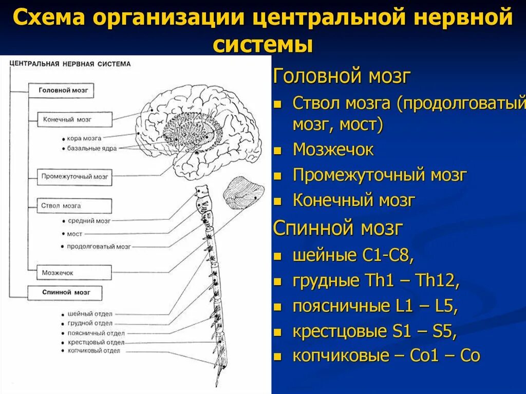 Нервные продолговатого мозга. Центральная нервная система схема головной мозг. Строение ЦНС схема. ЦНС головной мозг строение. Строение основных отделов центральной нервной системы.