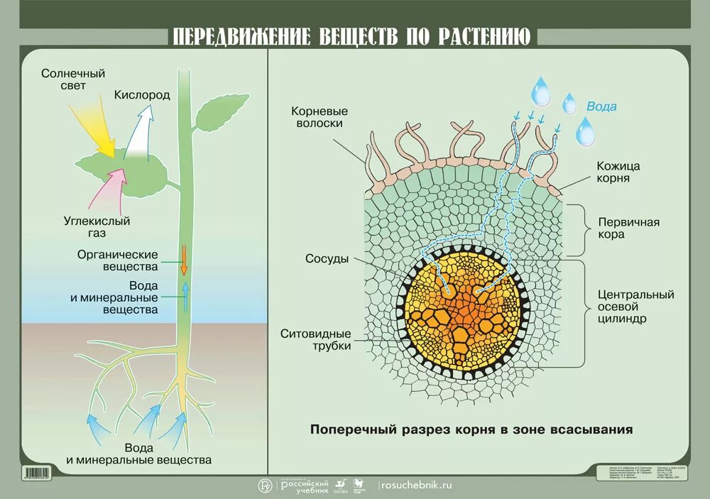 Передвижение воды в корне. Движение питательных веществ по растению. Схема передвижения питательных веществ по растению. Схема передвижения веществ у растений. Движение воды в растении.