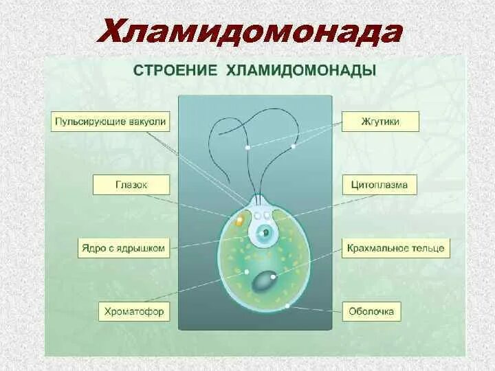 Строение одноклеточной водоросли хламидомонады. Цистозигота хламидомонады. Строение одноклеточной водоросли хламидомонады биология 6 класс. Строение одноклеточных водорослей.