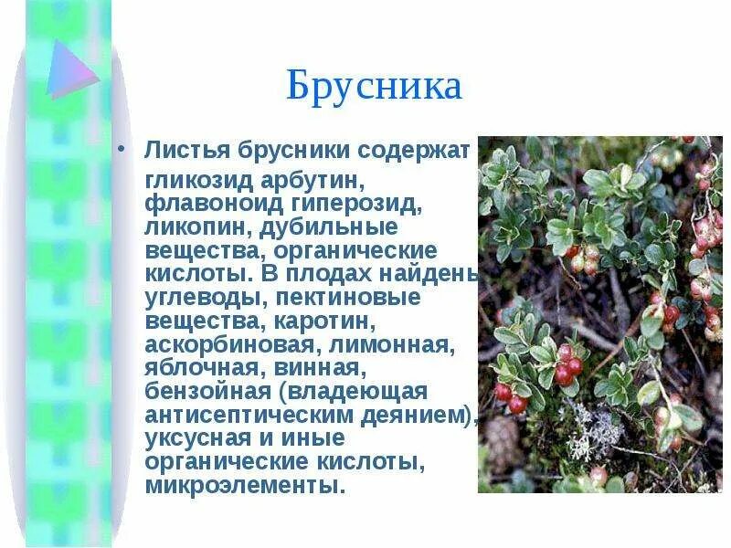 Мочегонная ли брусника. Брусника в аптеке. Брусники листья красногорсклексредства. Брусника лист полезные свойства. Мочегонная ли брусника.
