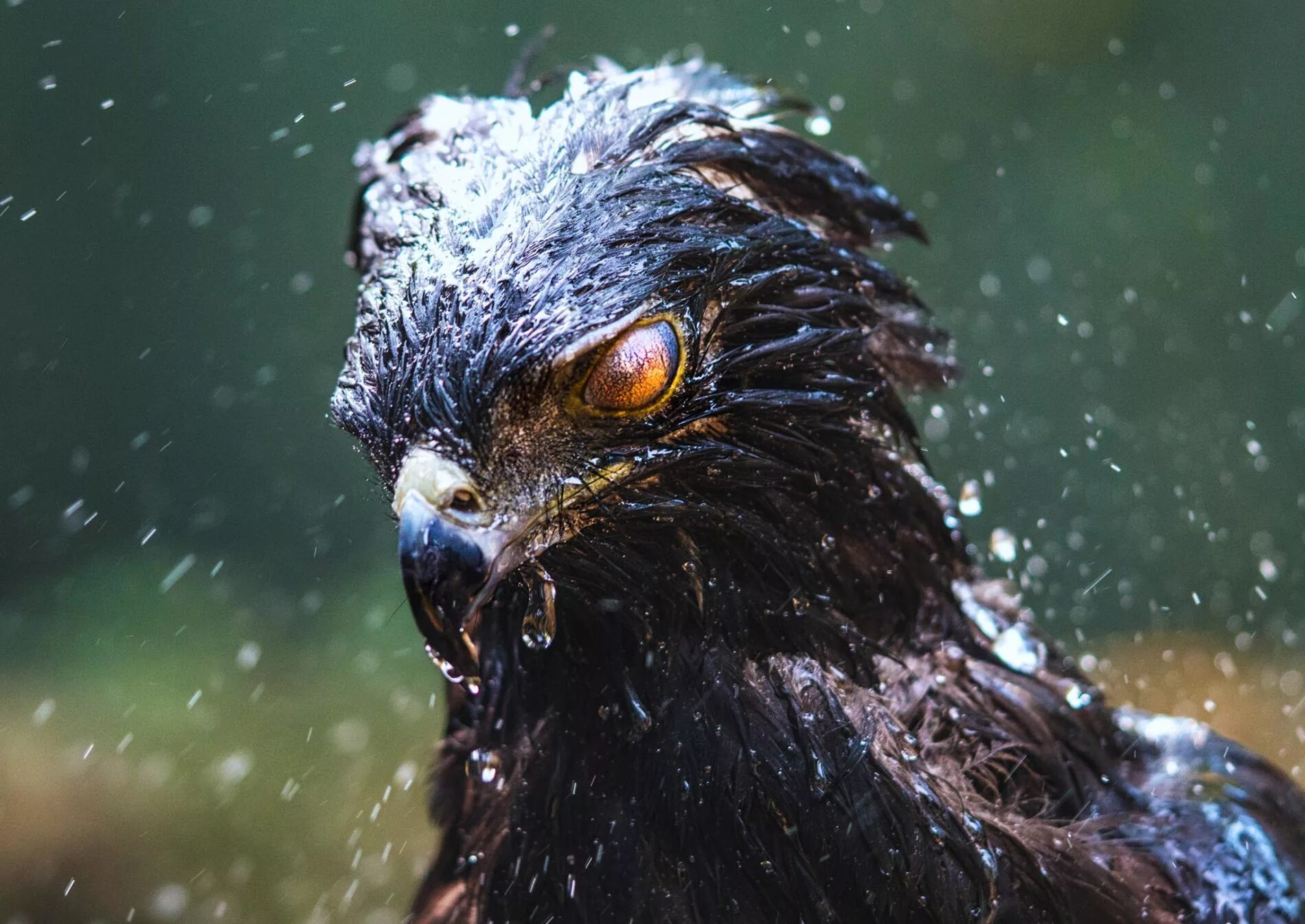 Rain animals. Черный хохлатый Орел. Черный ястреб птицц. Черный ястреб фото птица. Мокрая птица.