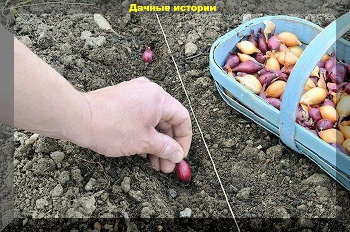 Какой лук посадить под зиму. Грядки для лука севка. подзимняя посадка лука севка. грядка для лука под зиму. посадка лука севка под зиму в подмосковье.