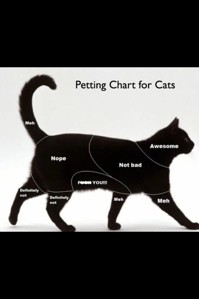 Где гладить кота. Как нужно гладить кошку. Где можно гладить котов. Схема где гладить кошку. 1 this is a cat