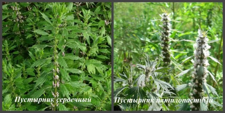 Пустырник пятилопастный латынь. Экстракт травы пустырника. пустырник сердечный растение. пустырник сердечный лрс. пустырник сердечный самарский.