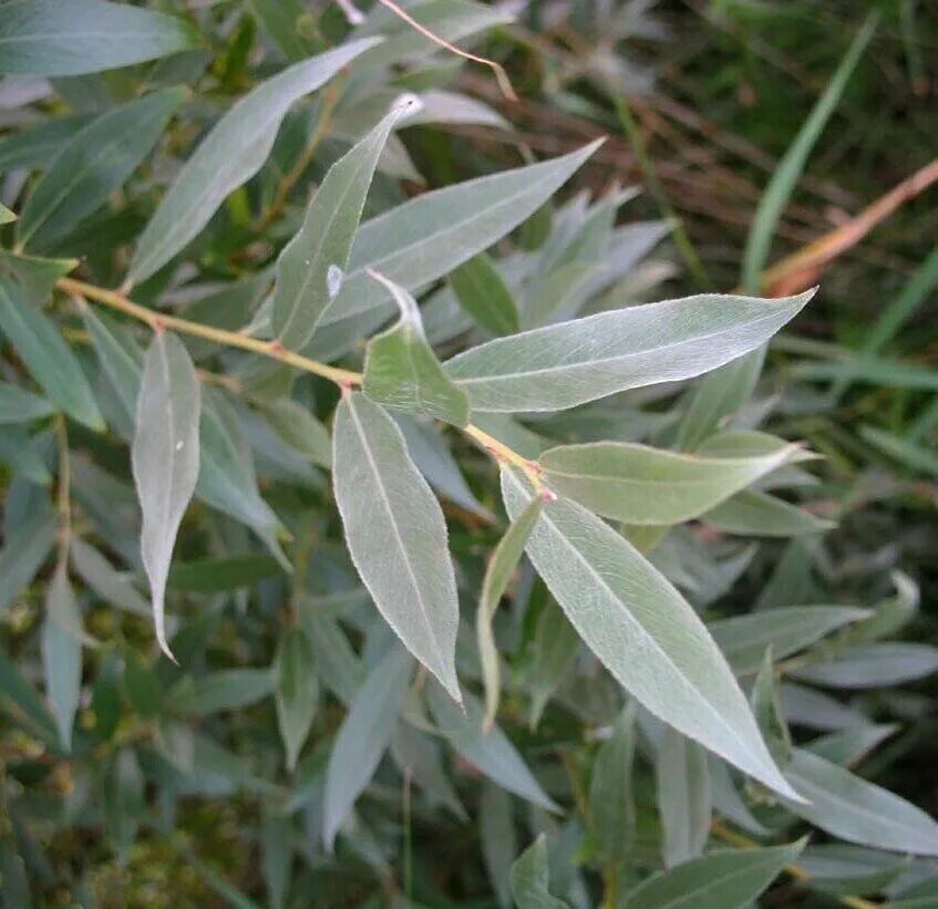 Ива лохолистная серебристая. Ива белая Саликс Сальба. Ива белая(Salix Alba) соцветия. Форма листа ивы