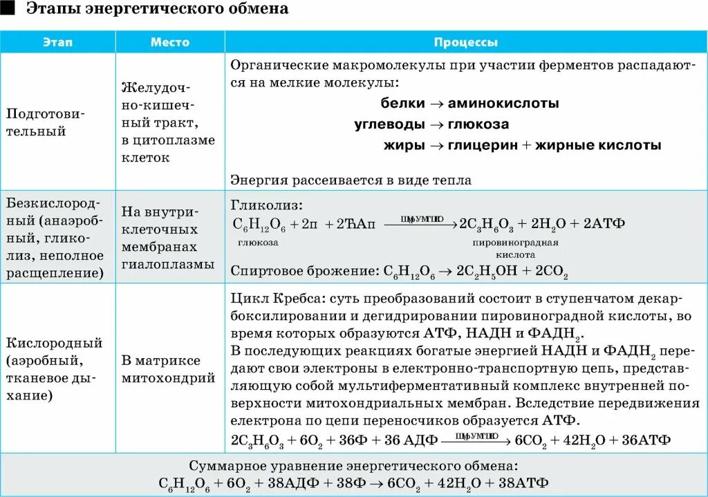 Третий этап энергетического. Этапы энергетического обмена ЕГЭ биология. Таблица этапы энергетического обмена 10 класс таблица. Этапы энергетического обмена таблица 10 класс биология. Этапы энергетического обмена таблица биология.