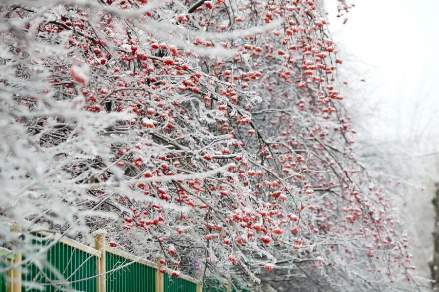 Москва сейчас деревья. Ледяной дождь в Москве 2010. Ледяной дождь в России 2010 год. Ледяной дождь в России (2010 г, декабрь). Ледяной дождь Подмосковье.