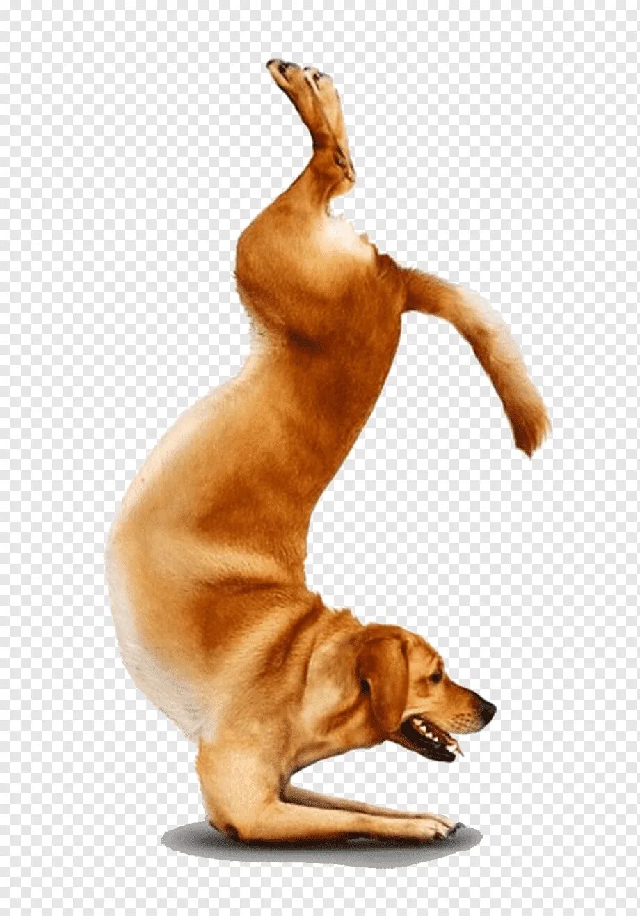 Собака йог. Гимнастические позы животных. Собака йога. Смешная собака на прозрачном фоне.