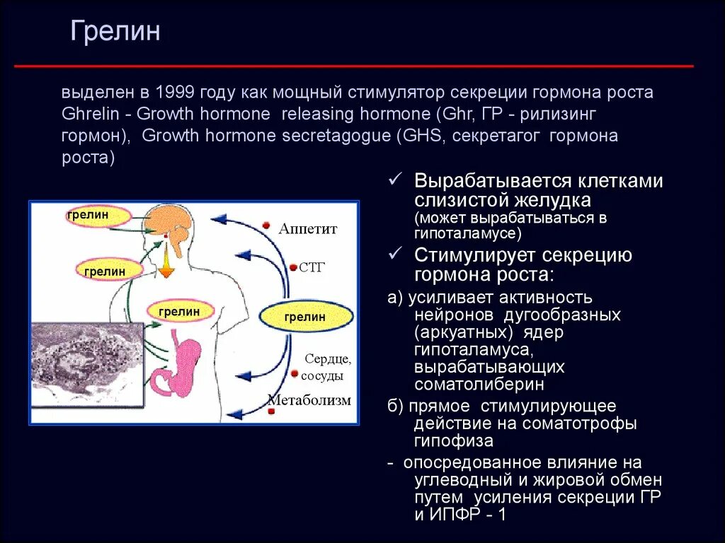 Гормон соматотропин выделяет. Инсулин и грелин. Грелин вырабатывается клетками. Грелин вырабатывается в гипоталамусе. Грелин поджелудочной железы.