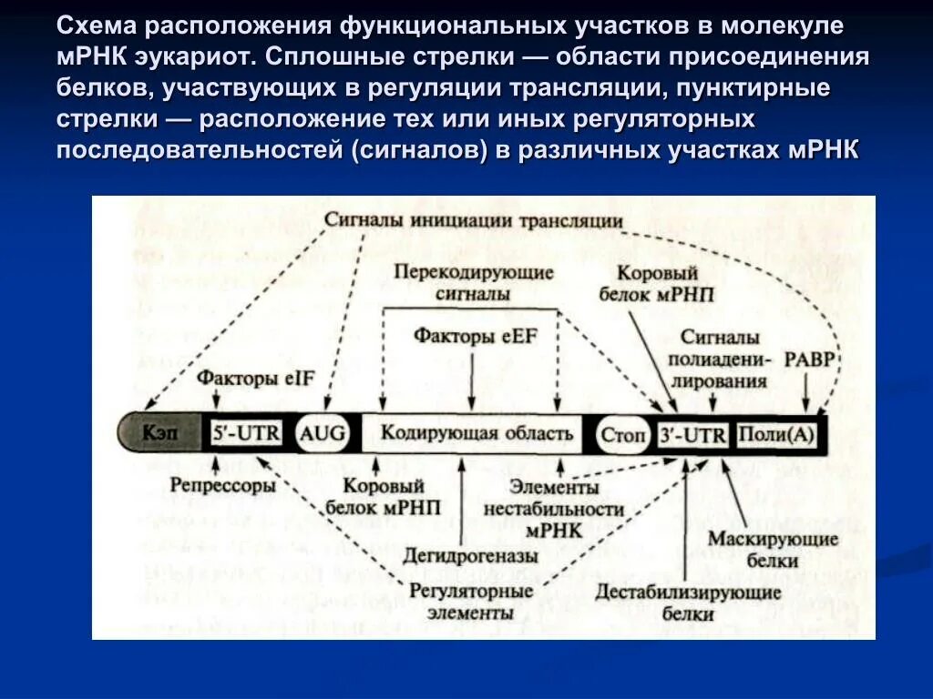 Схема расположения функциональных участков в молекуле МРНК. Функциональные участки МРНК эукариот. Матричная РНК схема. МРНК схема.