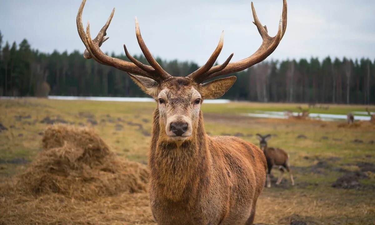 Симулятор охоты на оленей. Поставь deer. Североамериканский олень 6 букв. Поставь deer. Поставь deer.