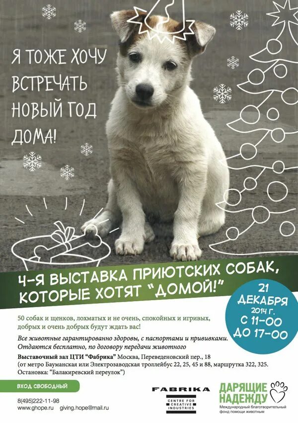 Помощь животным хочу домой