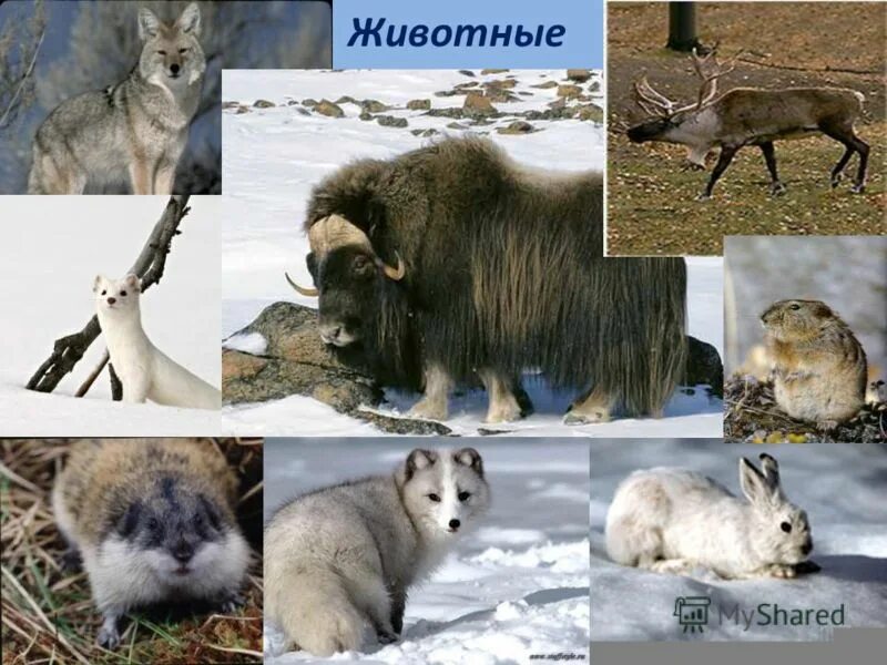 Животный мир тундры и лесотундры. Животный мир тундры и лесотундры в России. Растительный и животный мир тундры и лесотундры. Тундра и лесотундра растения и животные.