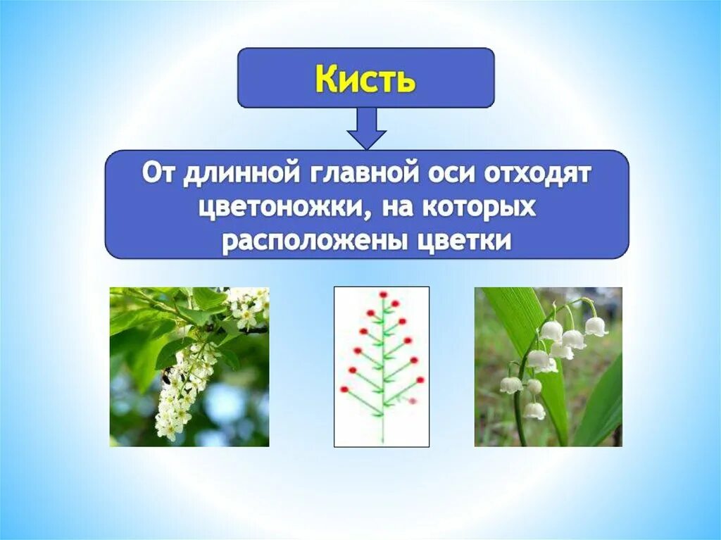 Генеративные органы соцветия. Биология 6 класс тема соцветия. Схемы соцветий 6 класс биология. Соцветия растений. Виды соцветий.