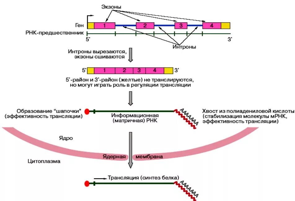 Синтез белка процессинг сплайсинг. Процессинг матричной РНК. Процессинг матричной РНК этапы. Схема процессинга РНК. Экзон рф ответы