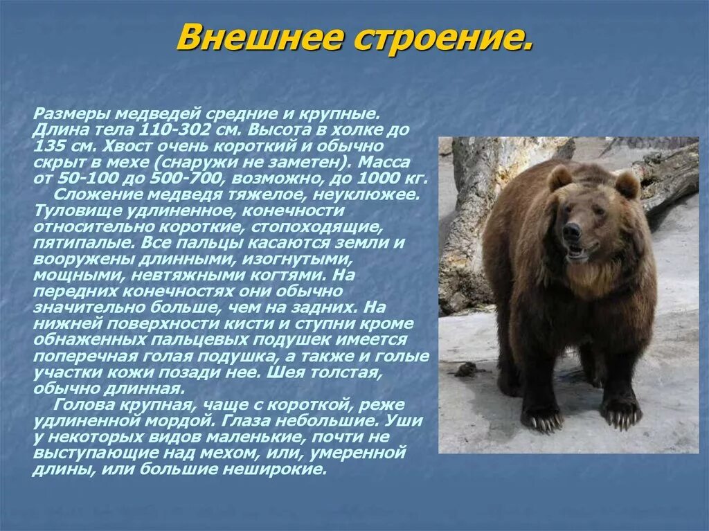 Медвежьи содержание