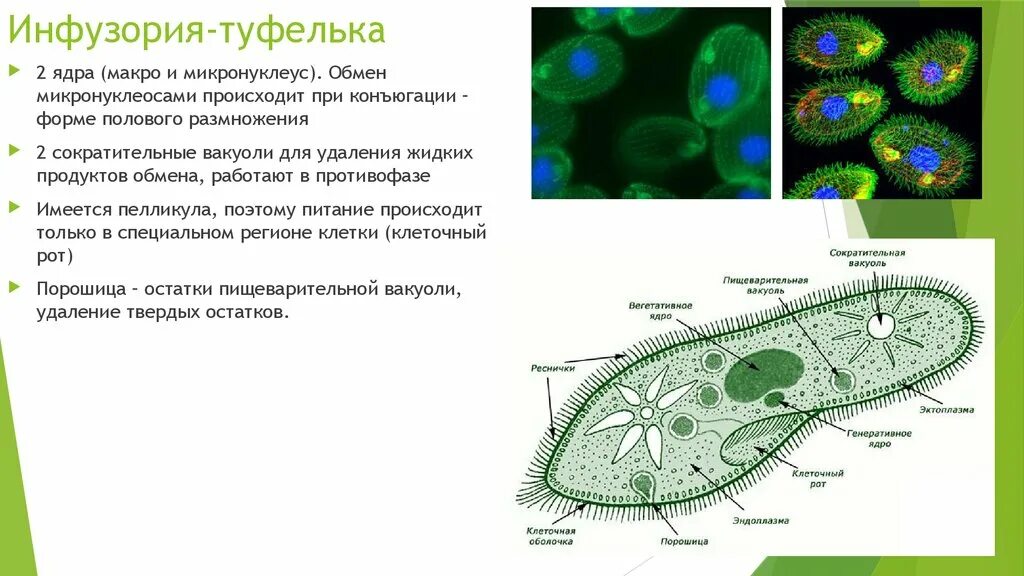 Инфузория туфелька микронуклеус. Макро и микронуклеус инфузории. Клеточная мембрана у инфузории туфельки. Инфузория туфелька микронуклеус функции.