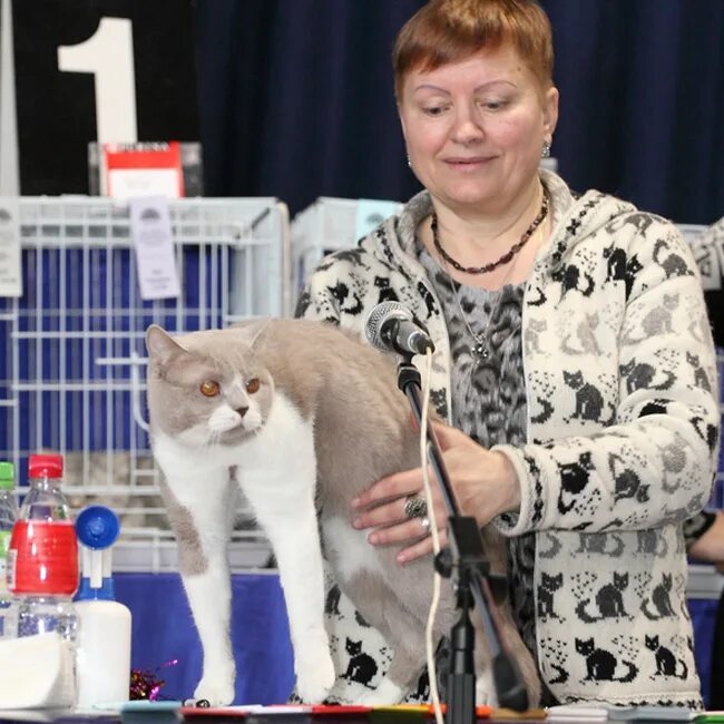 выставка кошек владивосток. выставка кошек в mari. выставка кошек вднх. выставка породистых кошек. выставка кошек люди держат на руках.
